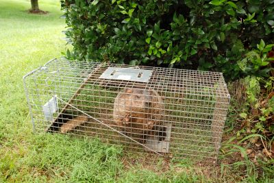 Groundhog Removal Cost — Cost of Groundhog Removal