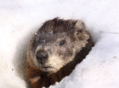 Groundhog Removal Cost — Cost of Groundhog Removal