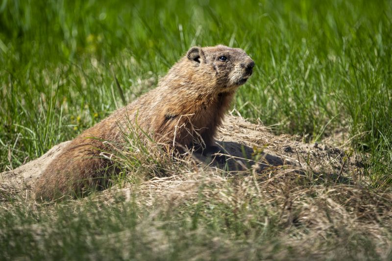 Groundhog Removal Cost — Cost of Groundhog Removal
