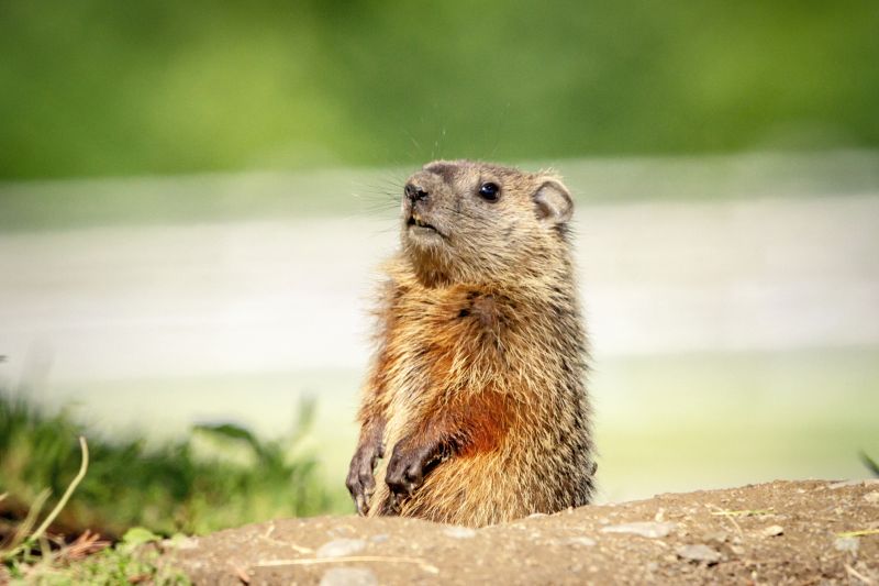 Groundhog Removal