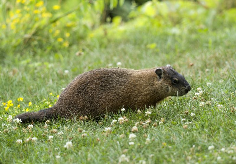 Groundhog Removal