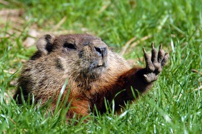 Groundhog Removal