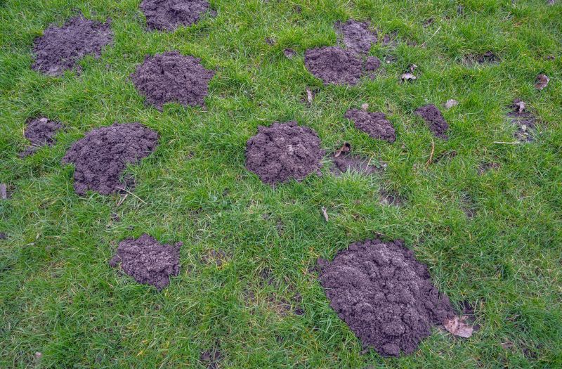 How Groundhogs Damage Lawns, Foundations, And Structures
