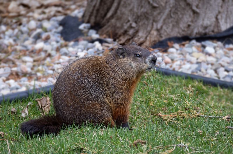 Seasonal Groundhog Behavior And When Removal Is Most Effective