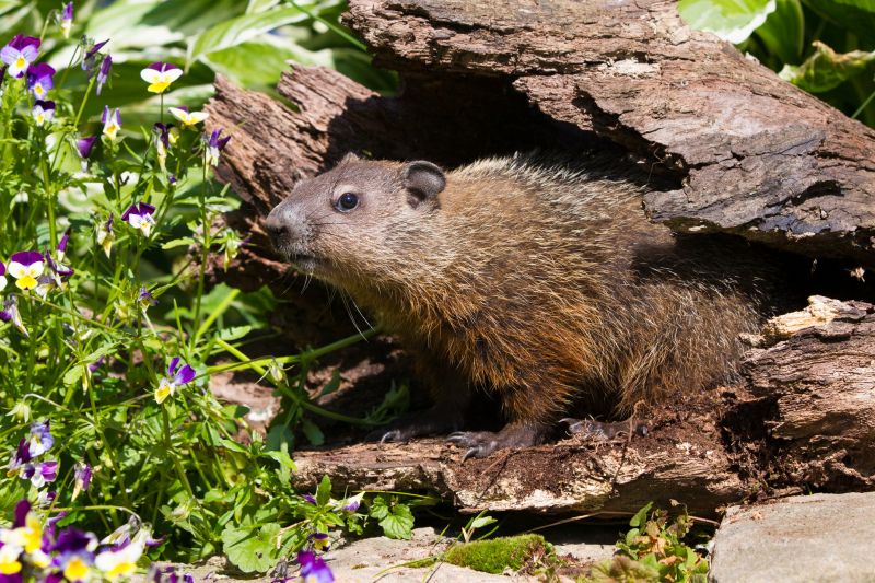 Signs You Have A Groundhog Living On Your Property