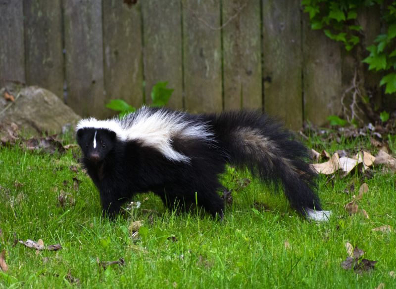 Skunk Encounters